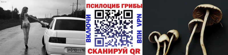 Псилоцибиновые грибы Psilocybe Можга